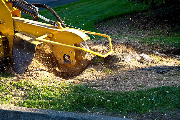 Tree Service Company in Rocky Point, WA